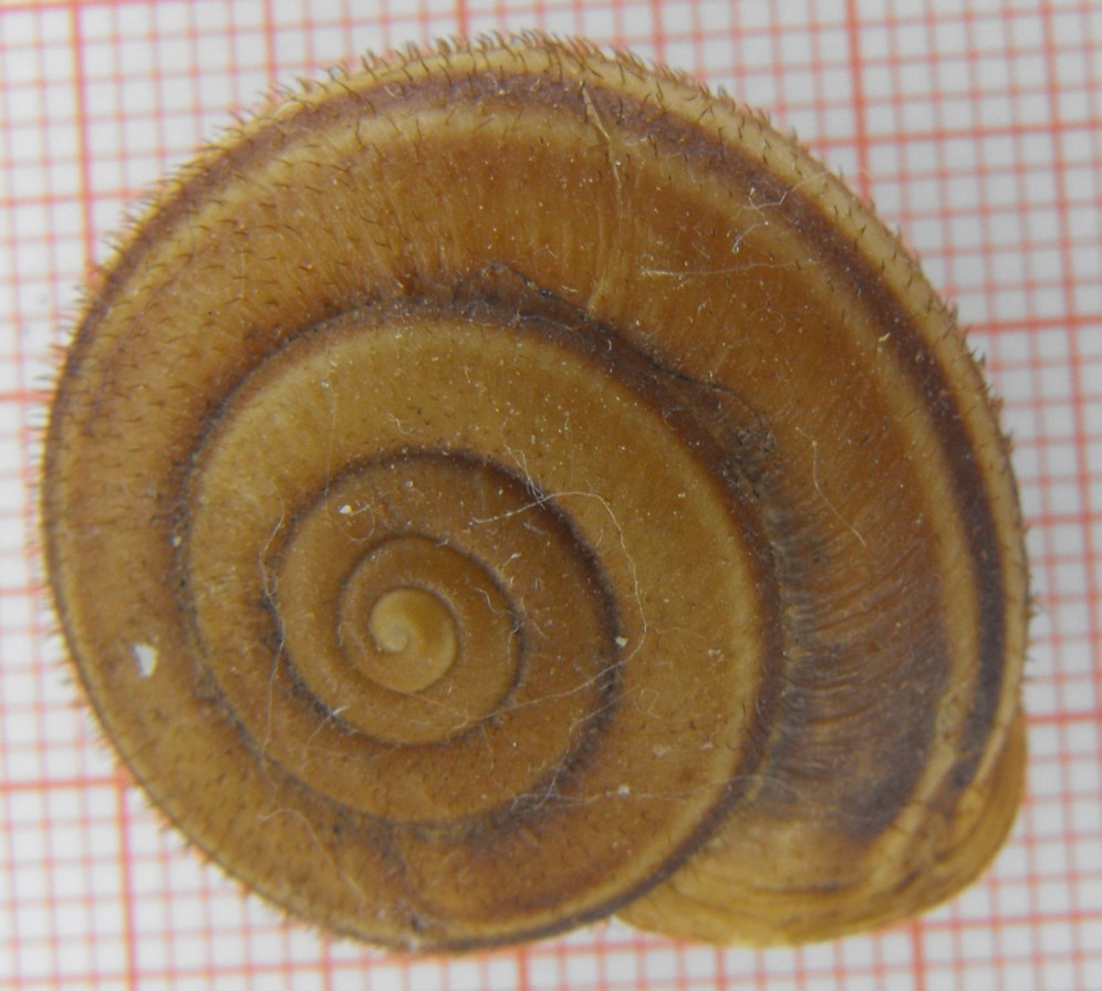 Chilostoma (Campylaea) planospira var. neapolitana